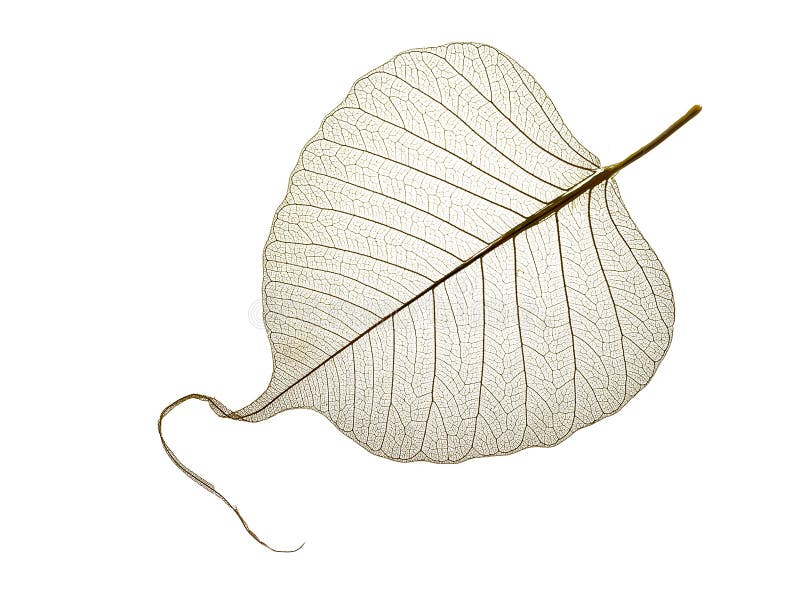 Leaf with texture veins royalty free stock photography