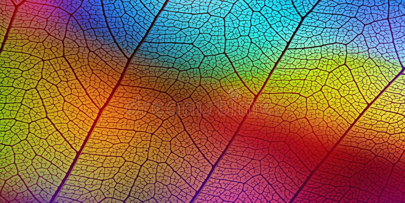 Leaf texture veins and cells stock image