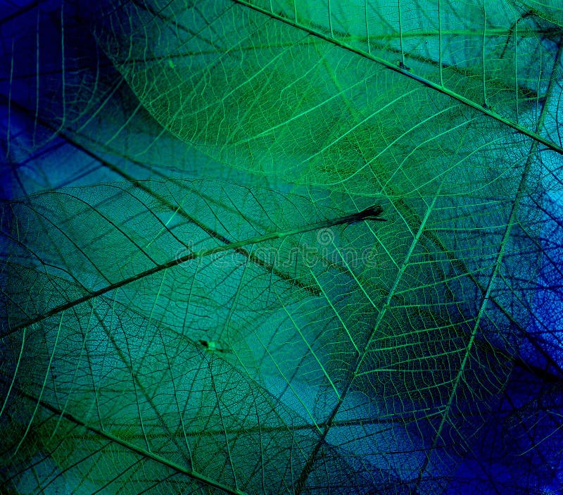 Download Leaf textures stock photo. Image of grow, design, element - 38806782