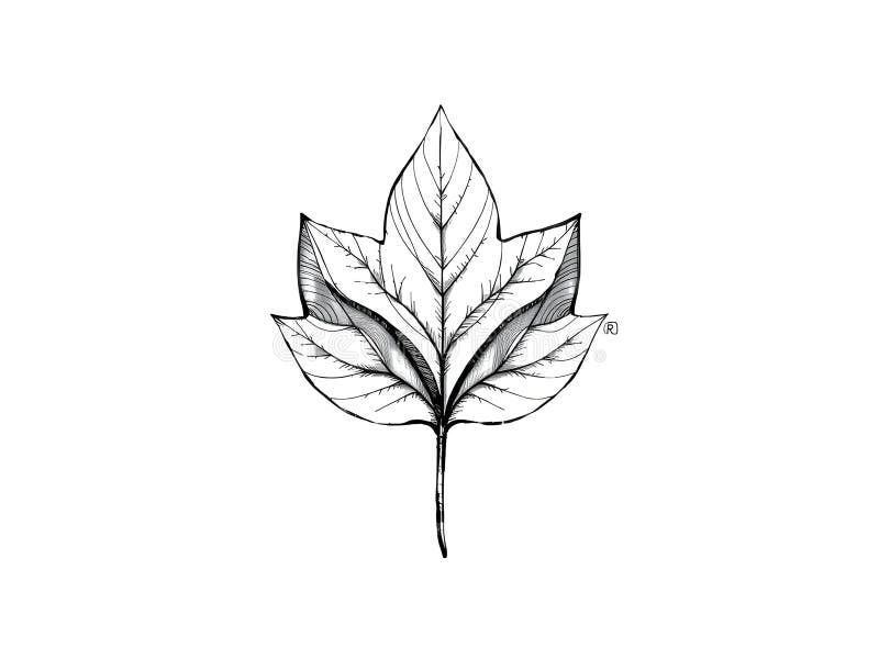 A leaf with three branches is drawn in black and white vector illustration