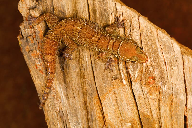 Leaf toed gecko, Hemidactylus parvimaculatus, Bhoramdeo Wildlife Sanctuary, Chhattisgarh stock images Leaf toed gecko, Hemidactylus parvimaculatus, Bhoramdeo Wildlife Sanctuary, Chhattisgarh stock images