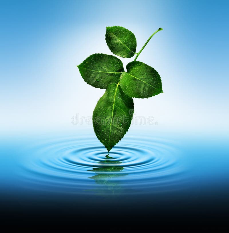 Download Beautiful Zen Water With Leaves Background