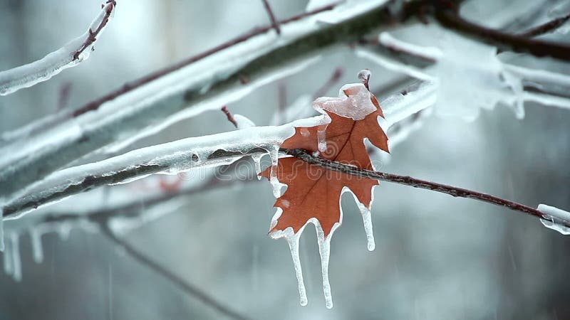 Leaf on a tree snow