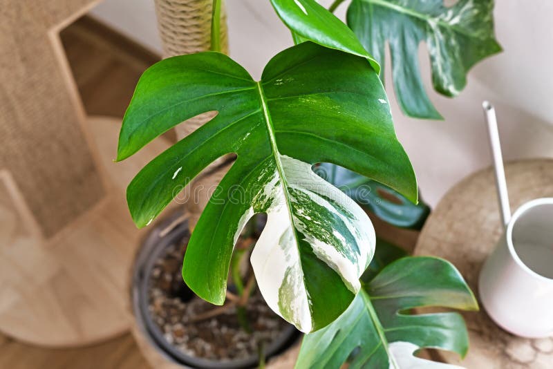 Leaf of tropical rare Monstera Deliciosa Variegata houseplant with white spots