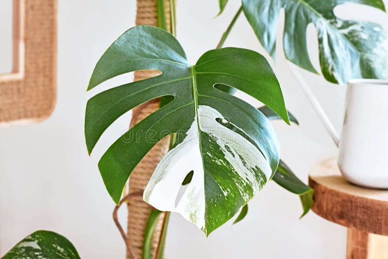 Leaf of tropical `Monstera Deliciosa Variegata` houseplant with white spots