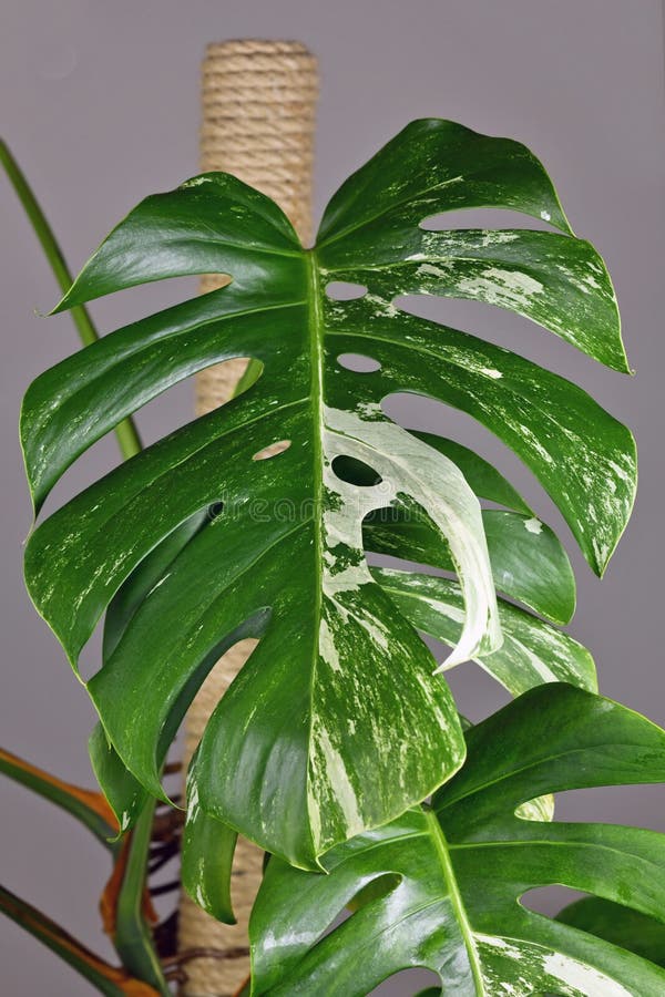 Leaf of tropical 'Monstera Deliciosa Variegata' houseplant with white spots. Leaf of tropical 'Monstera Deliciosa Variegata' houseplant with white spots