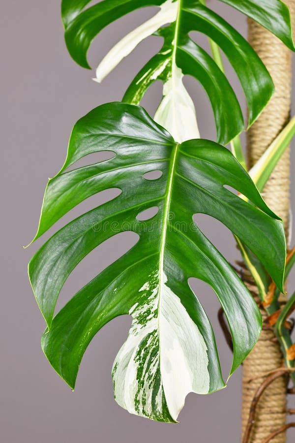 Leaf of tropical 'Monstera Deliciosa Variegata' houseplant with white spots. Leaf of tropical 'Monstera Deliciosa Variegata' houseplant with white spots