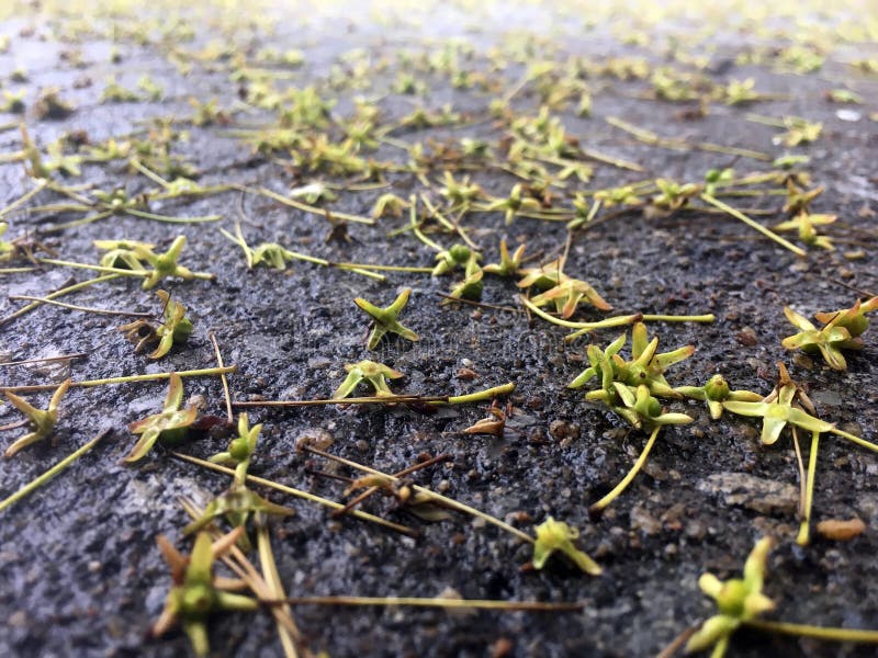 Leaf underground stock photo. Image of leaf, rainy, underground 268057668