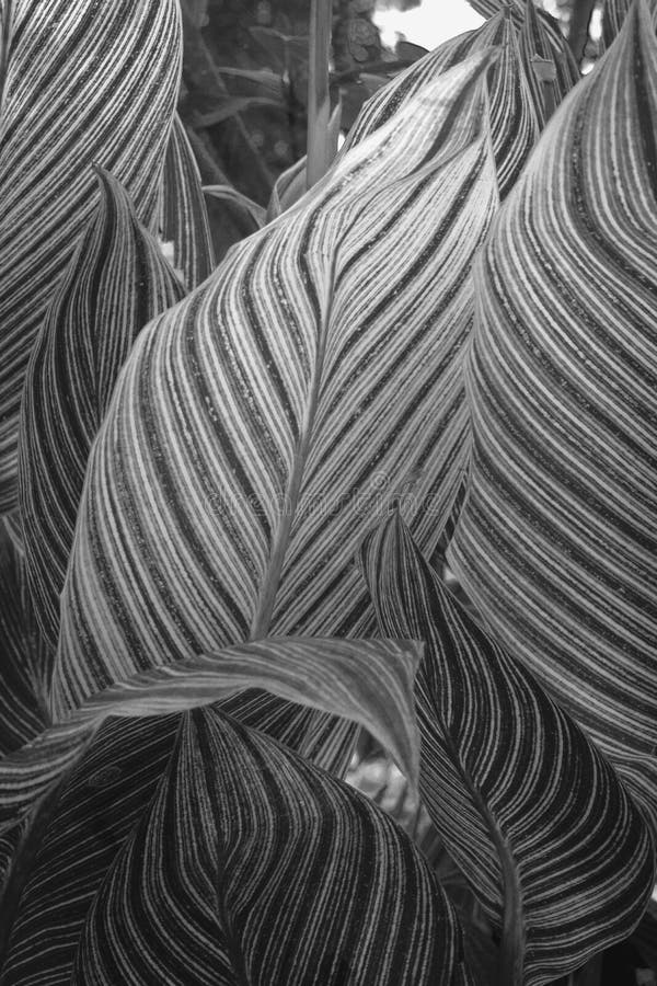 The Leaf Unique Texture in Black and White Picture Stock Image - Image ...