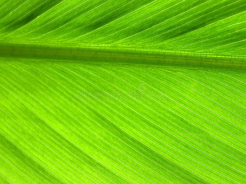 Leaf veins. Macro of a fresh leaf, with detailed veins. Could fit a networking metaphore concept Leaf veins. Macro of a fresh leaf, with detailed veins. Could fit a networking metaphore concept