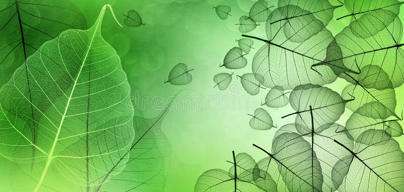 Leaf with veins and cells stock illustration