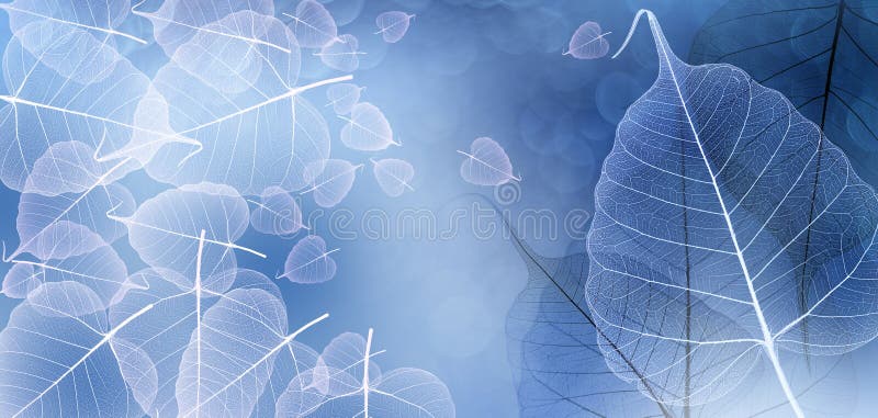 Leaves with veins and cells vector illustration