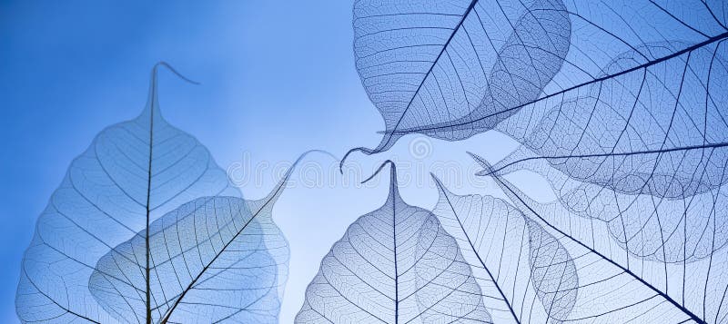 Leaf skeletons with veins and cells stock photo