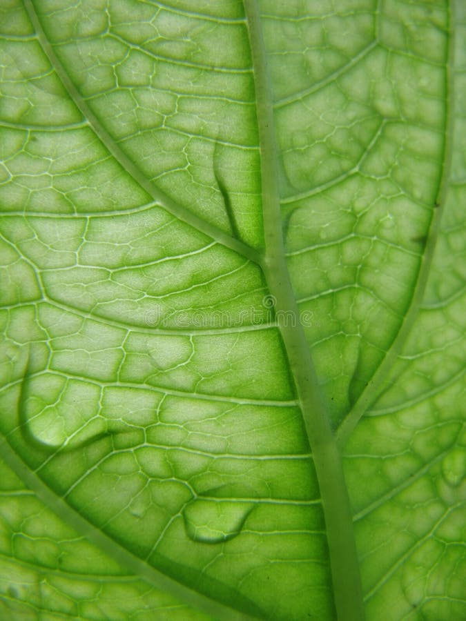 Leaf veins with dew drops