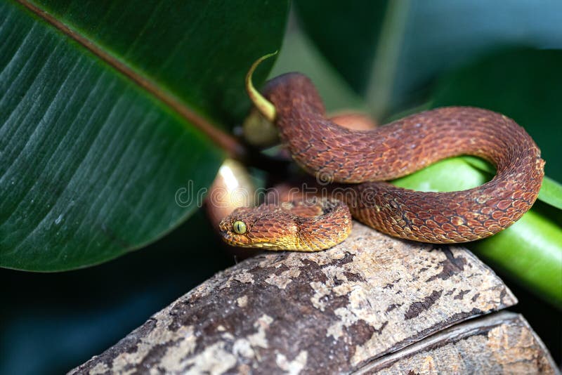 Leaf viper with its tongue out, Atheris squamigera, isolated on white Stock  Photo by Lifeonwhite