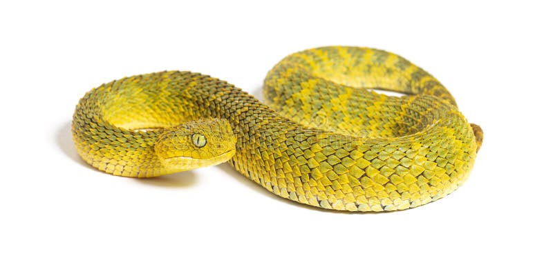 Atheris squamiger hi-res stock photography and images - Alamy