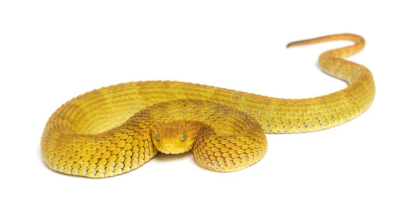 Leaf viper, Atheris squamigera, Stock image