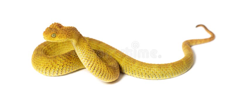 2+ Free Atheris Squamigera & Bush Vipers Images - Pixabay