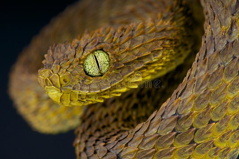 Atheris chlorechis (Pel, 1851), Badou. Photo by G. Segniagbeto.