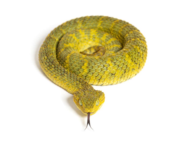 snake Variable Bush Viper Atheris squamigera Stock Photo - Alamy