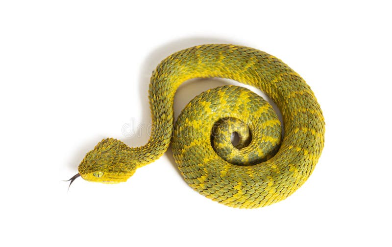 Atheris squamigera hi-res stock photography and images - Alamy