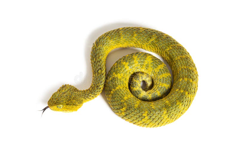 Atheris squamiger hi-res stock photography and images - Alamy