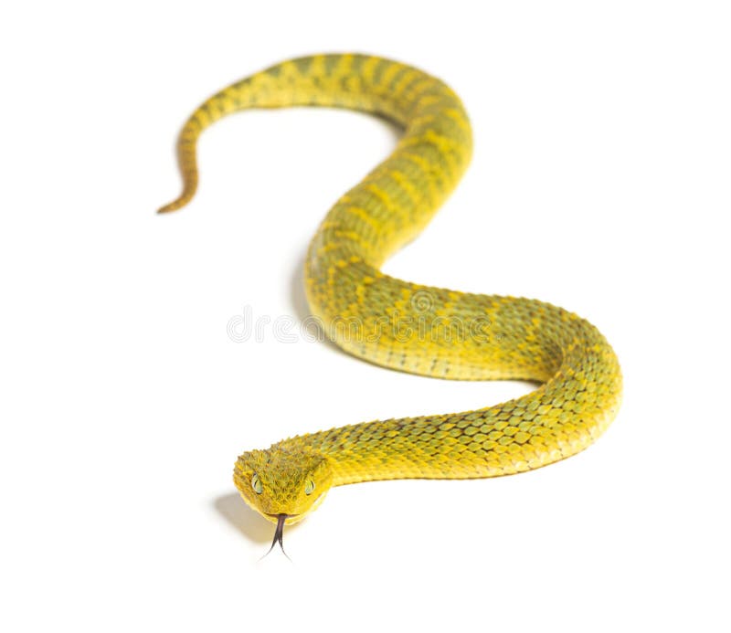 Leaf viper, Atheris squamigera, Stock image