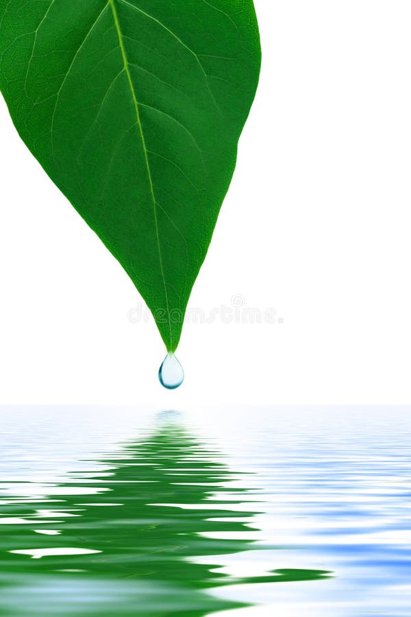 Leaf and water drop