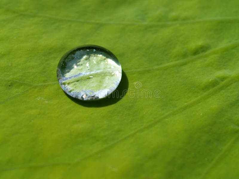 Leaf water drop 4