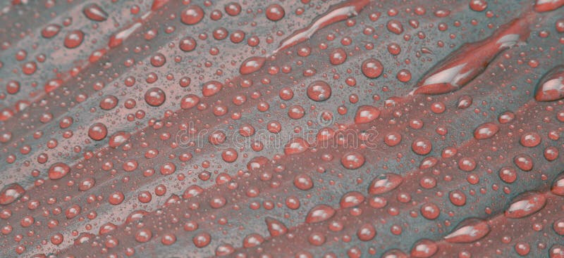 Leaf with water drop. pink and gray color. Nature horizontal long background stock photos