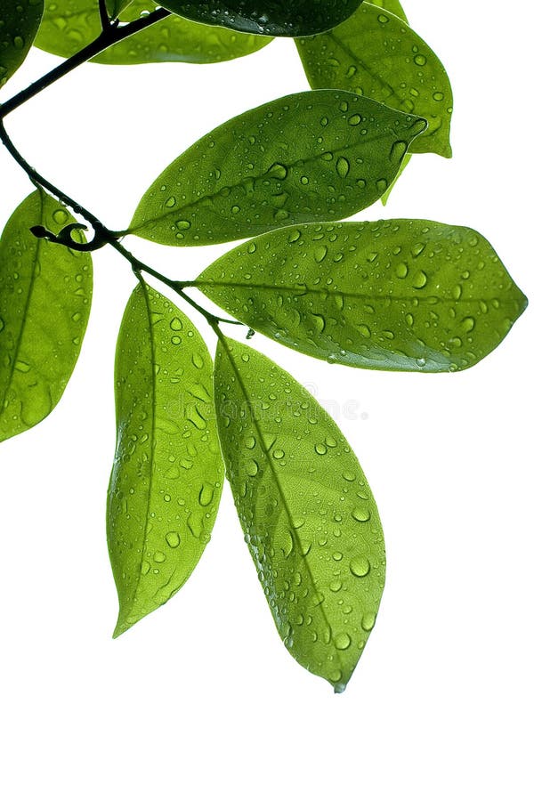 Leaf and Water Drop