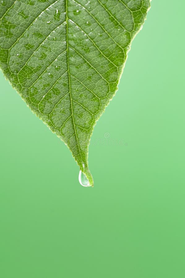 Drip Leaf Tip Stock Photos - Free & Royalty-Free Stock Photos from  Dreamstime