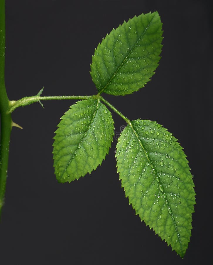 Leaf with water drops