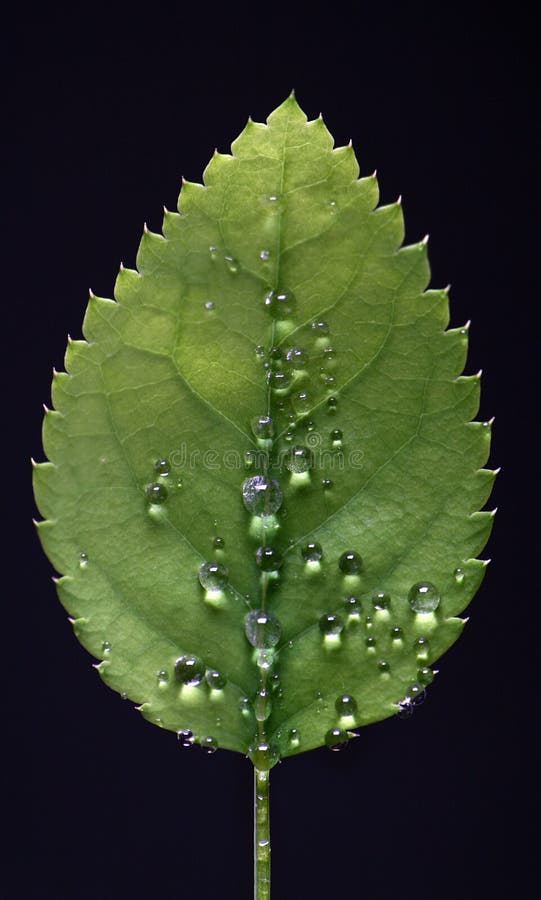 Leaf with water drops