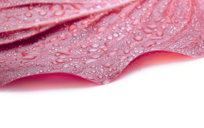 Leaf with water drops in coral pink color tone. Soft focus stock photography
