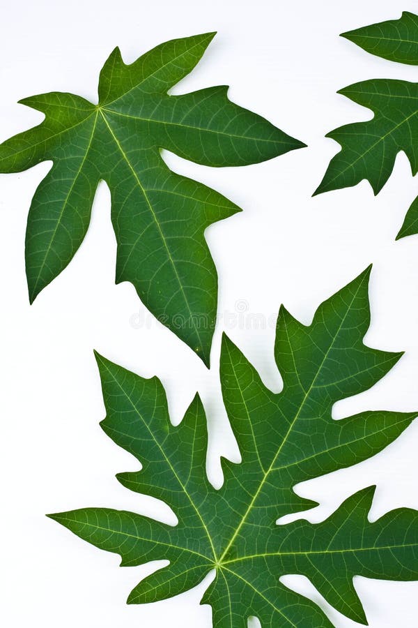 Leaf on white background stock image.