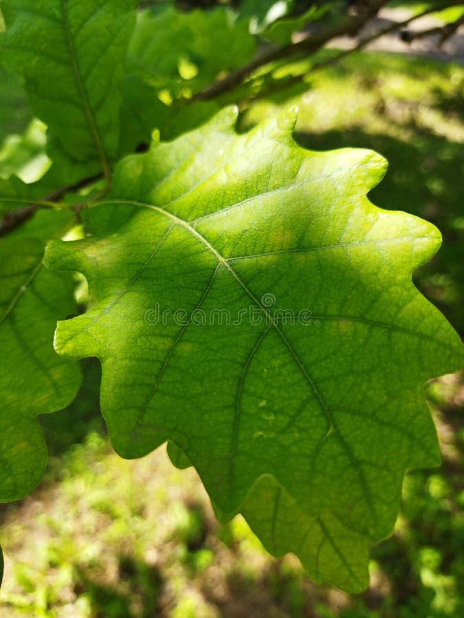 Leaf of the white oak stock photo. Image of white, green 222998672