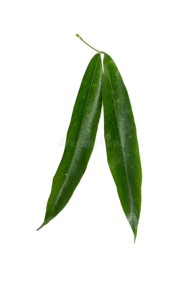 Leaf Wild cinchona white background in studio royalty free stock photo