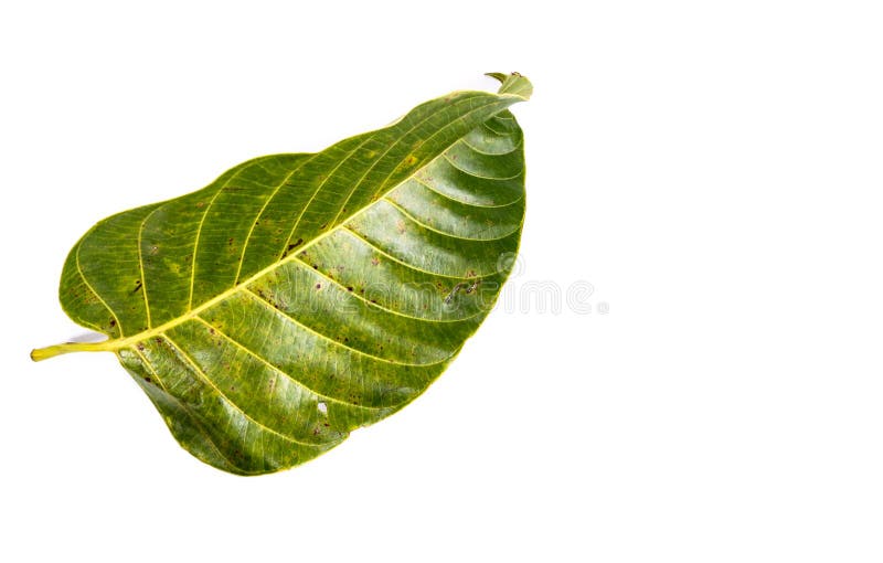 Leaf Wild cinchona white background in studio royalty free stock photography