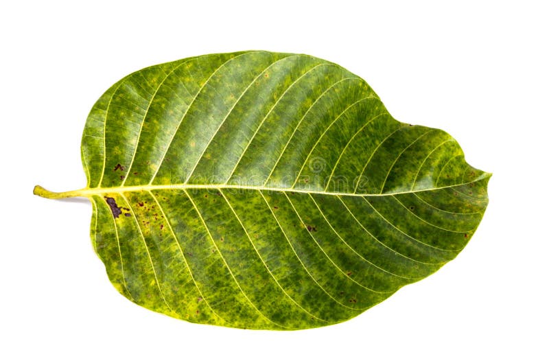 Leaf Wild cinchona white background in studio stock photos