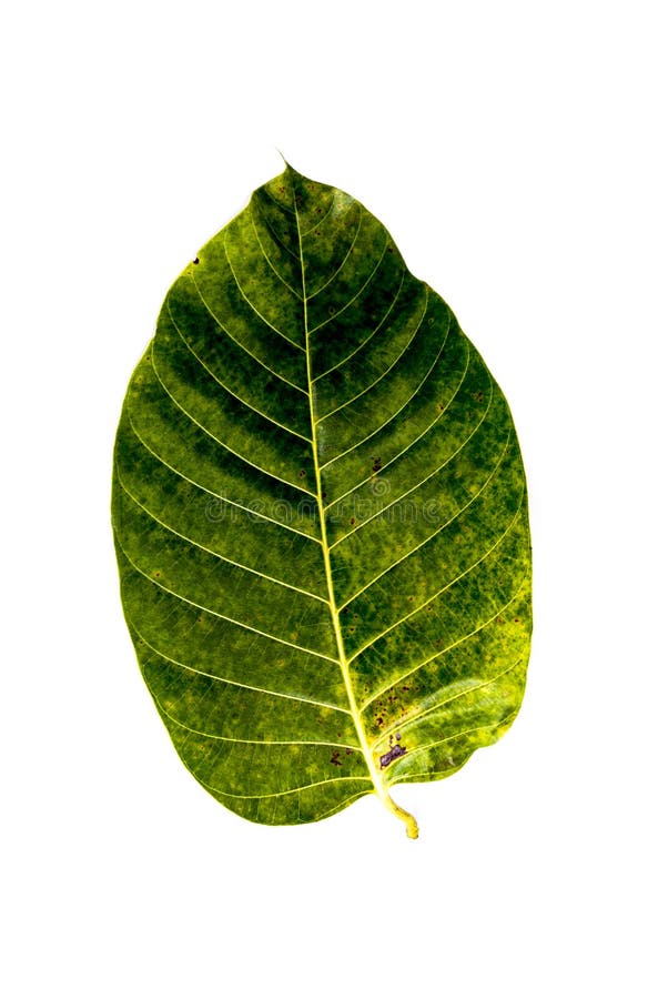 Leaf Wild cinchona white background in studio royalty free stock photos