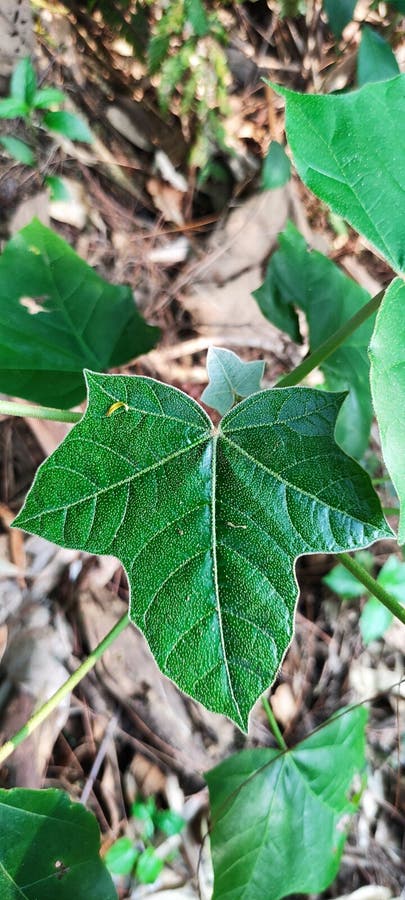 Leaf wild plant in forest park stock photos