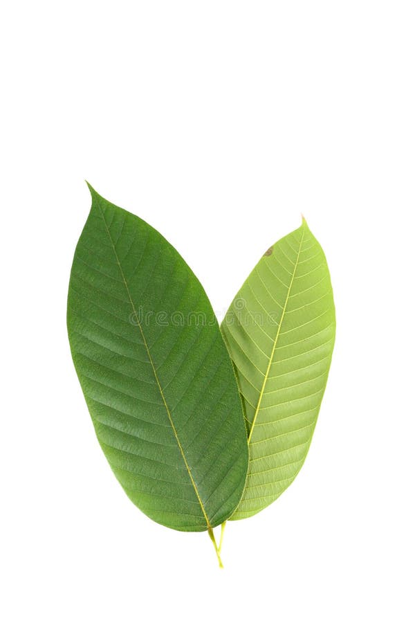 Leaf Yang white background in studio stock photo