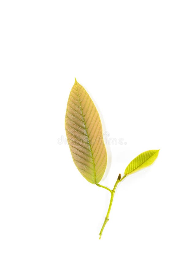 Leaf Yang white background in studio royalty free stock images