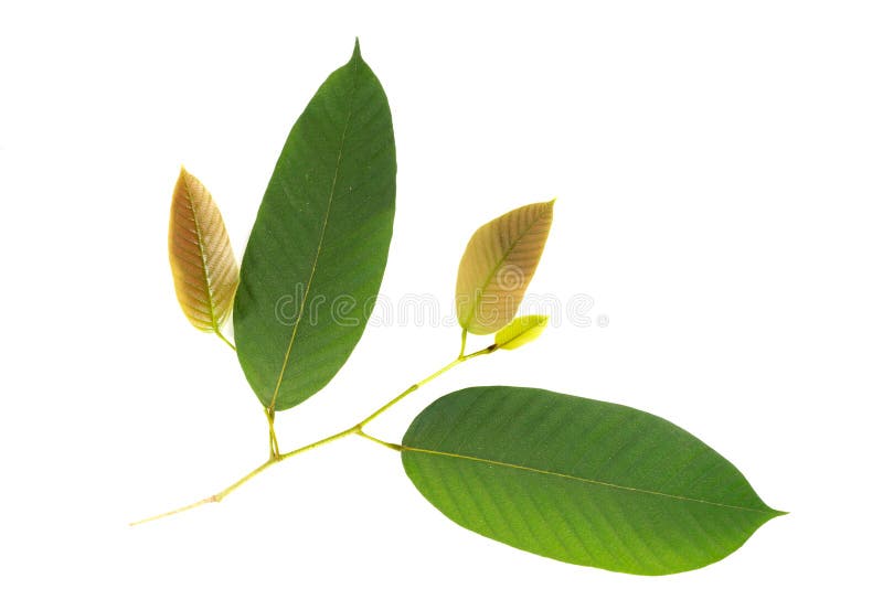 Leaf Yang white background in studio royalty free stock images