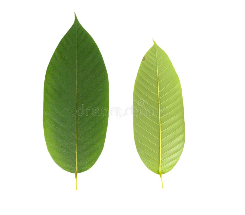 Leaf Yang white background in studio royalty free stock photography