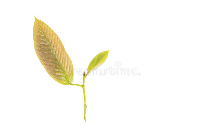 Leaf Yang white background in studio royalty free stock photos