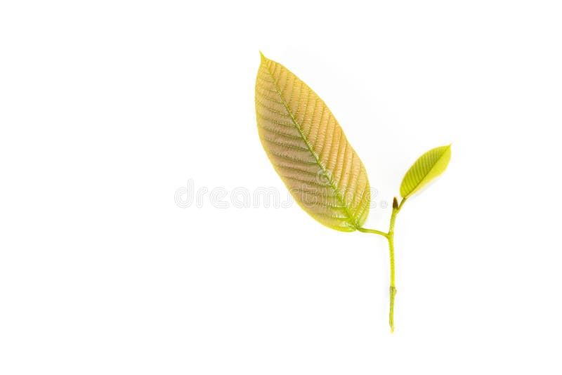 Leaf Yang white background in studio royalty free stock photography