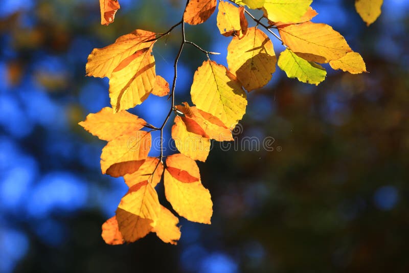 Leafage amarelo na árvore do outono fotografia de stock royalty free