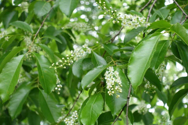 Leafage and Flowers of Wild Black Cherry Tree in May Stock Image